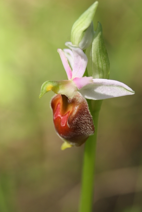 ophrys dalla maremma